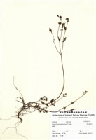 藏品(短柄金絲桃)的圖片